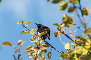 bird on branch