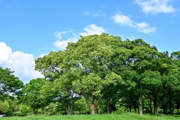 青空バックの新緑のクスノキ