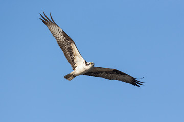 Osprey in Flight