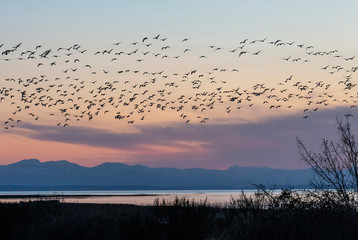 Golden hour with birds flock