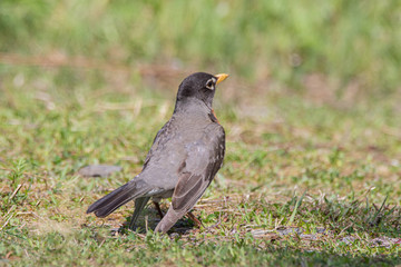 Obraz premium Rear view of plumage of an American Robin 