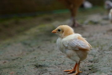 chicks and hens in the garden backyard