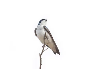 Tuinposter Tree swallow bird © Feng Yu