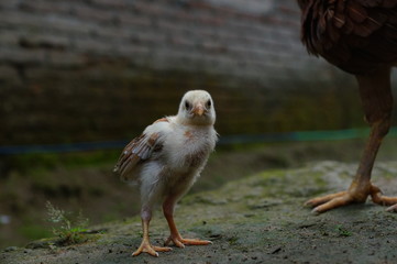 chicks and hens in the garden backyard