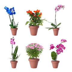 Set of different blooming plants in flower pots on white background