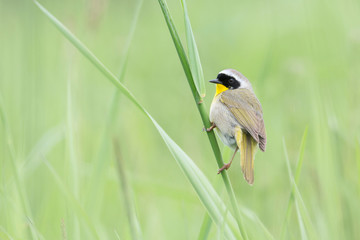 common yellowthroat bird