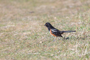 Spotted Towhee bird