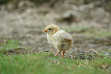 chicks and hens in the garden backyard