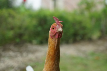 chicks and hens in the garden backyard