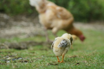 chicks and hens in the garden backyard