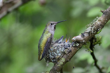 Annas hummingbird nest © Feng Yu