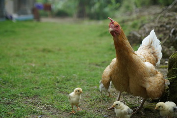 chicks and hens in the garden backyard