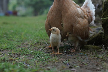 chicks and hens in the garden backyard