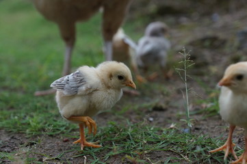 chicks and hens in the garden backyard