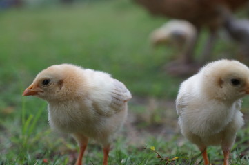 chicks and hens in the garden backyard