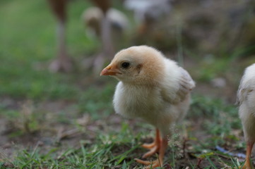 chicks and hens in the garden backyard