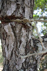 rope kills tree
