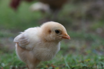 chicks and hens in the garden backyard
