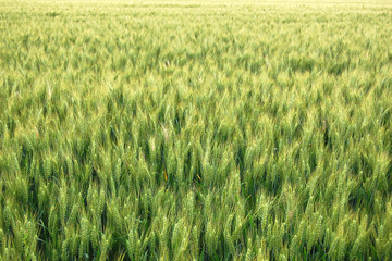 Ein Gerstenfeld an einem Sommertag.