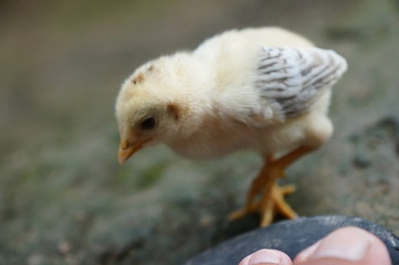 chicks and hens in the garden backyard