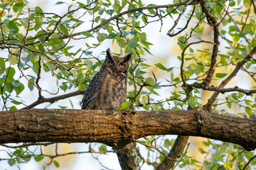 great horned owl