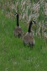 canada geese walking along pond shore line with goslings