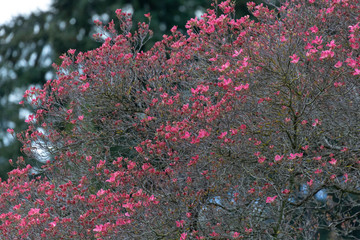 Pink Dogwood Tree