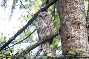 barred owl bird