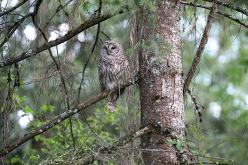 barred owl bird