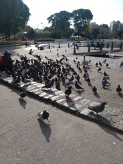 pigeons on the beach