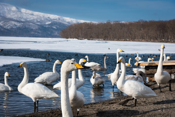 北海道屈斜路湖で越冬する白鳥の群れ