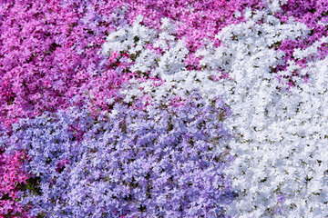 色とりどりの芝桜