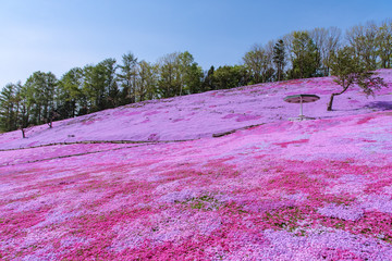 北海道えんがる公園の芝桜