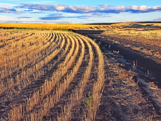 Harvested wheat field in the golden evening light Palouse, Eastern Washington. Palouse is the wheat country of Washington state. High contrast image.