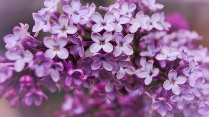 Branch of purple lilac flowers