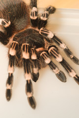 Brachypelma boehmei the Mexican fireleg tarantula