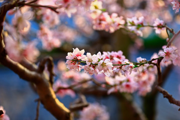 In full bloom in the peach blossom