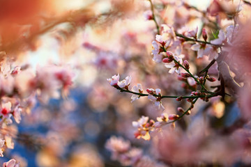 In full bloom in the peach blossom
