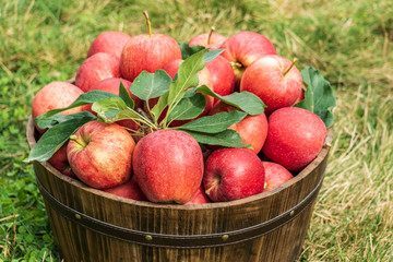 gala apples in brown basket on a grass in the farm.