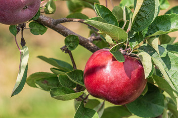 Apple on a tree branch with leaves in farm or orchard.
