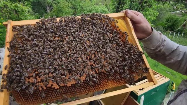 Beekeeper checking the honeycomb covered with bees for honey near hive,honeybee life,ecological hobby,honey producing,man holding bee colony in hands,beekeeper working and inspects apiary outdoors