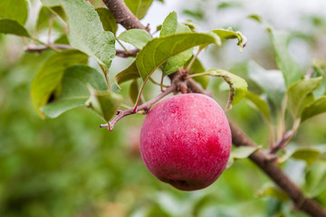 Apple on a tree branch with leaves in farm or orchard.