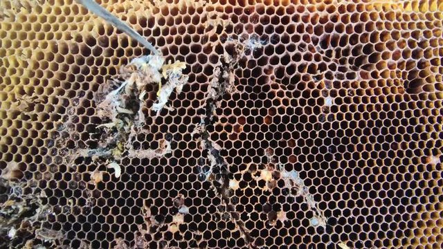 Big and small larvas of wax moth raising in old honeycombs,close up life of Galleriini caterpillar,parasite in the hive,honey producing problem,infected bee cells,european beekeeping