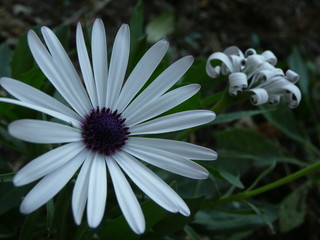 white daisy flower
