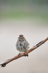 Song Sparrow Interesting Pose