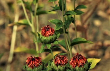 収穫近い紅花　