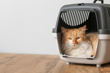 Cute funny cat in carrier at home