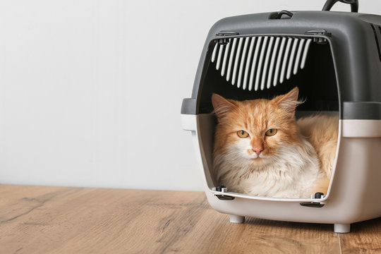 Cute Funny Cat In Carrier At Home