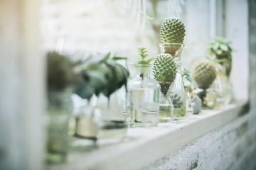 plant in glass bottle, cactus in the garden with sun light from window , terrarium , mini succulent and cactus garden in glass terrarium , branch, flowers , glass of bottle decoration