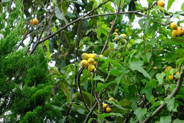 たくさん実るビワの木